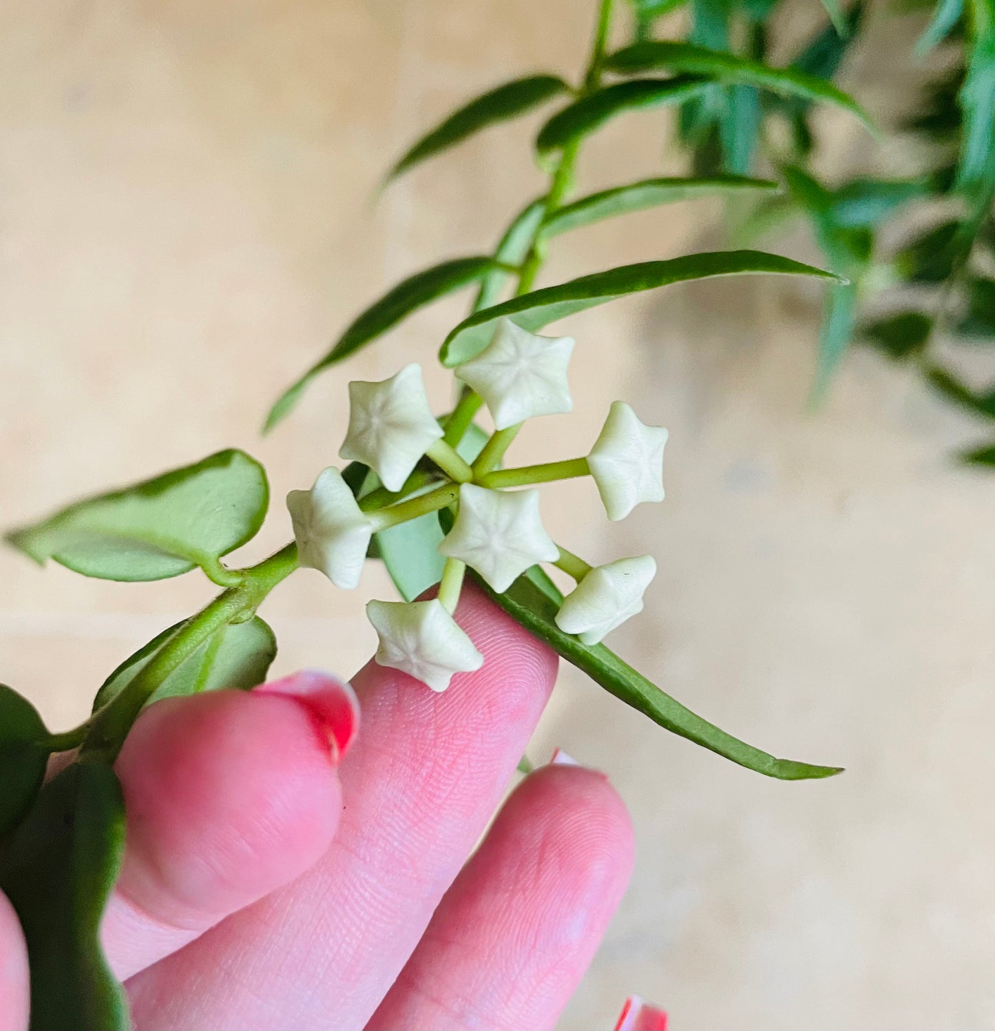 Hoya Bella in a 15cm hanging pot Cassandra's Plants
