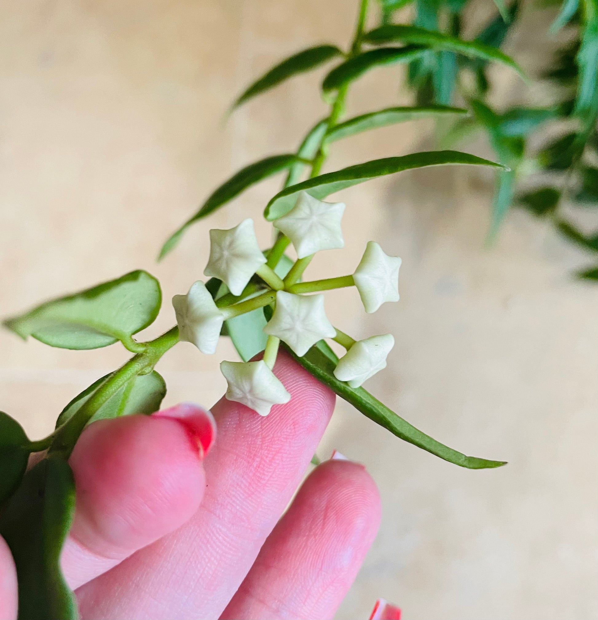 Hoya Bella in a 15cm hanging pot Cassandra's Plants