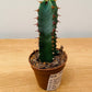 Euphorbia Resinifera in a 5.5cm Pot Cassandra's Plants
