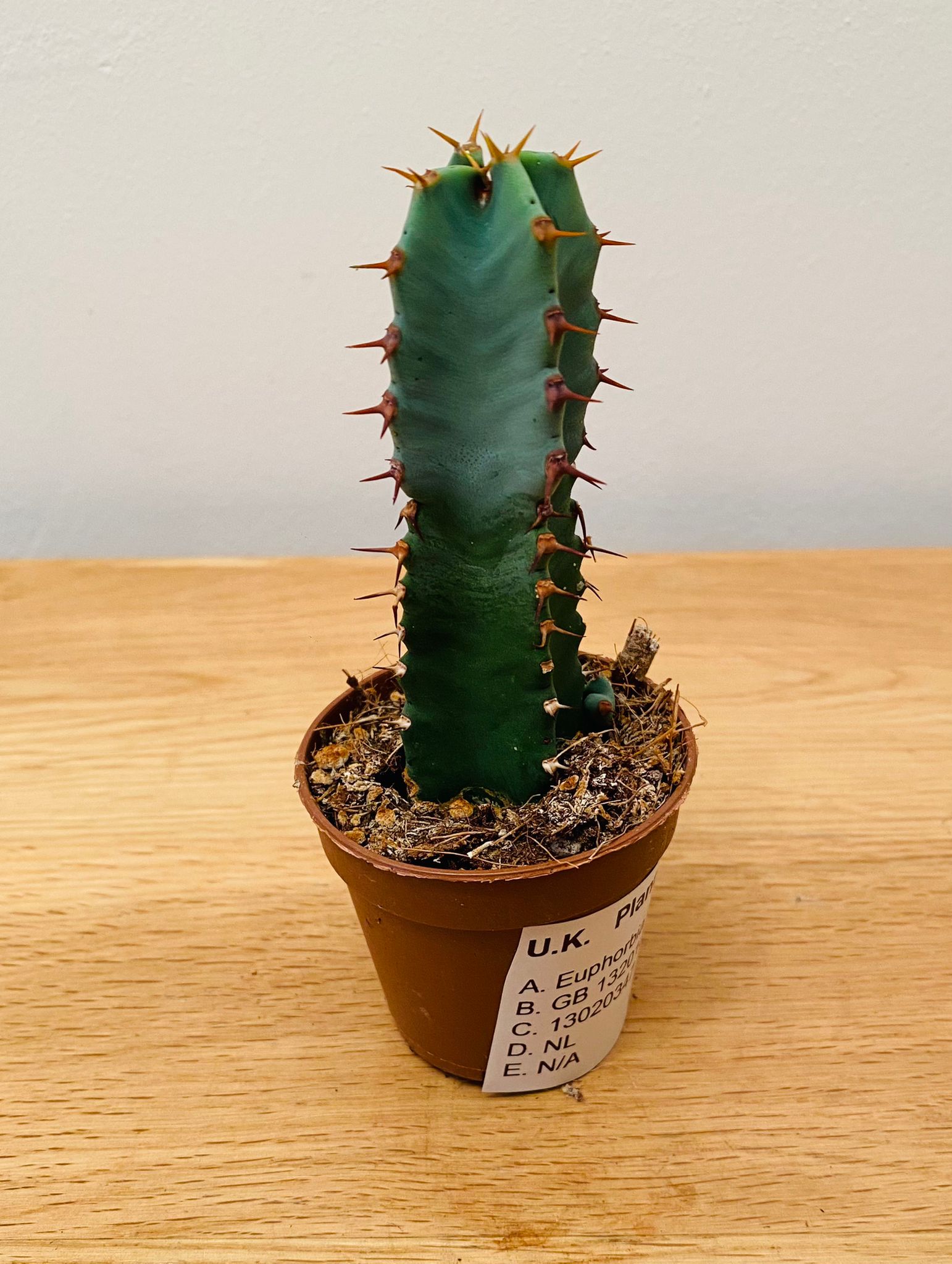 Euphorbia Resinifera in a 5.5cm Pot Cassandra's Plants