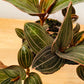 Ludisia Discolor Jewel Orchid in a 12cm pot Cassandra's Plants