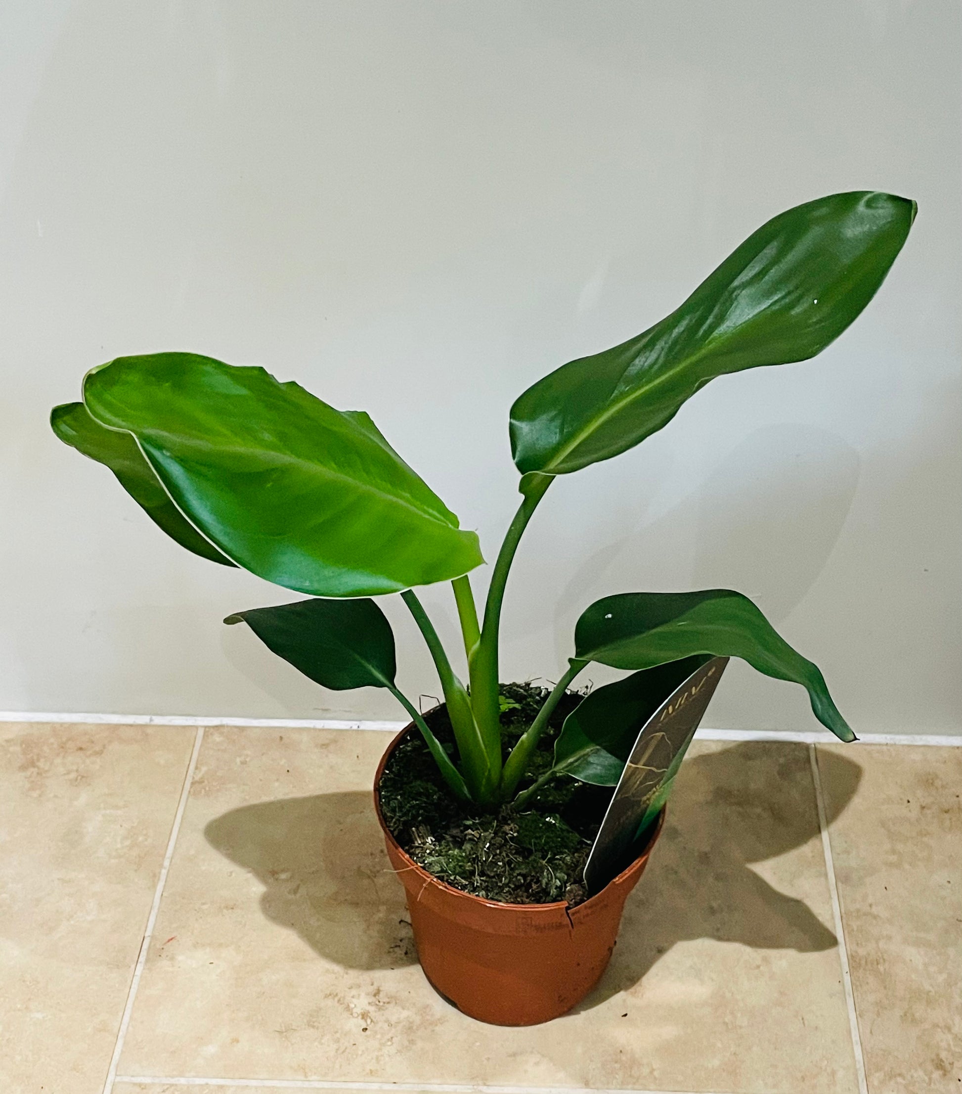 Strelitzia Reginae Bird Of Paradise in a 9cm pot Cassandra's Plants