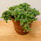 Tradescantia Cyanotis Somalensis Kitten Ears in a 12cm pot Cassandra's Plants