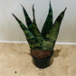 Sansevieria Zeylanica Fan In a 6cm pot Cassandra's Plants