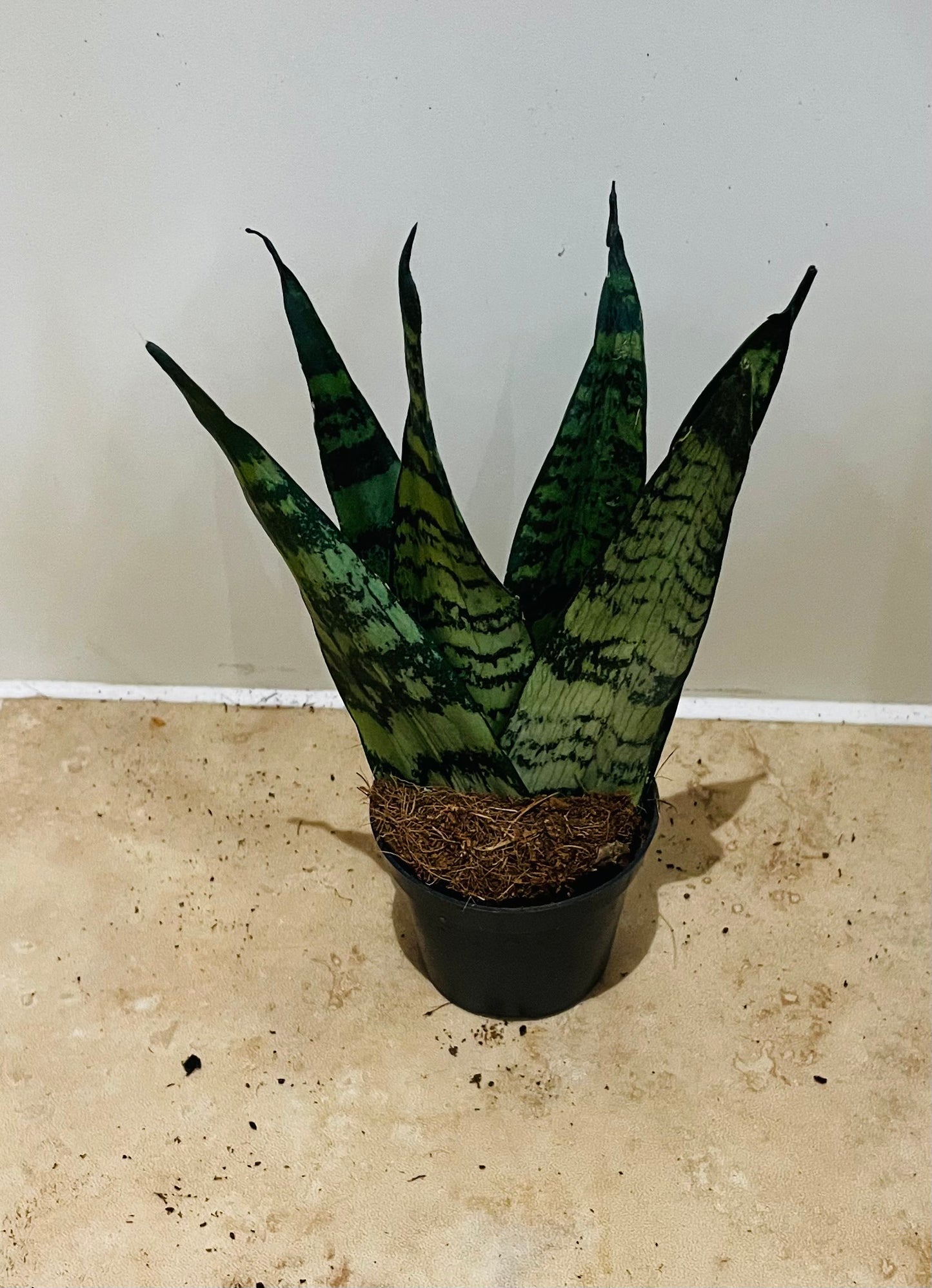 Sansevieria Zeylanica Fan In a 6cm pot Cassandra's Plants