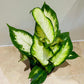 Dieffenbachia ‘Camilla’ in 12cm Pot Cassandra's Plants