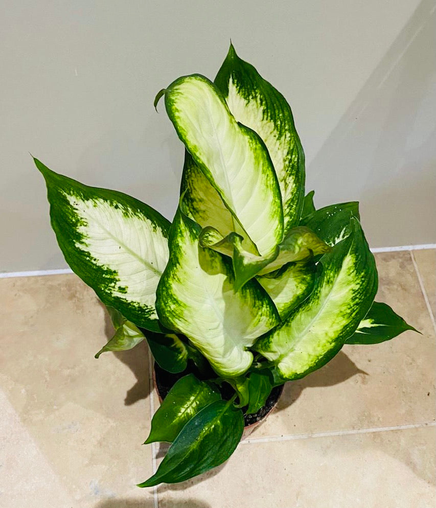 Dieffenbachia ‘Camilla’ in 12cm Pot Cassandra's Plants