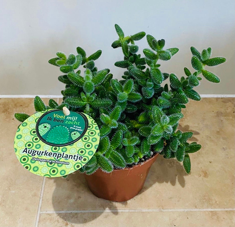 Delosperma Echinatum Pickle Plant 12cm pot Cassandra'a Plants