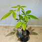 Pachira Aquatica Money Tree 12cm Pot Cassandra's Plants