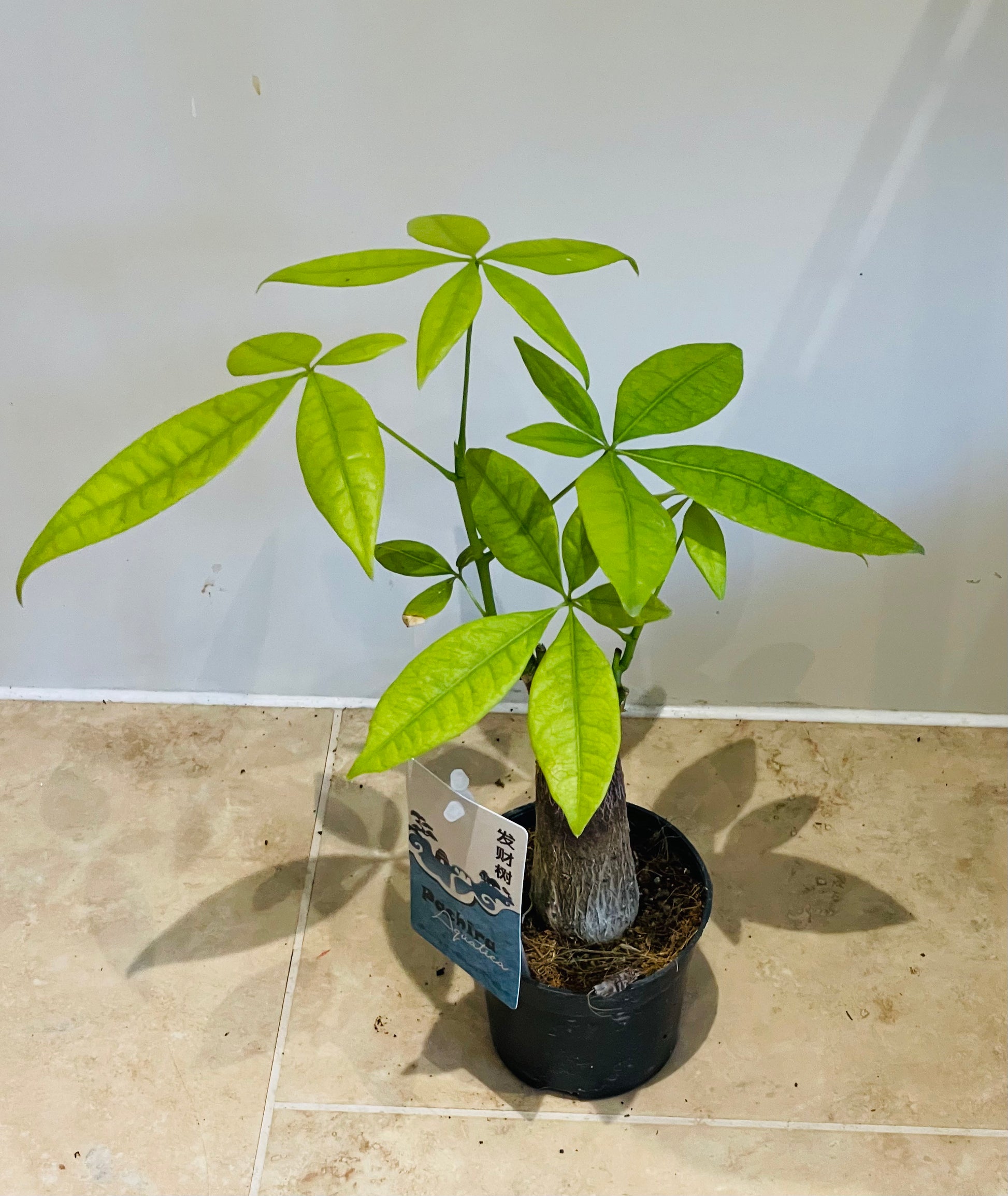 Pachira Aquatica Money Tree 12cm Pot Cassandra's Plants