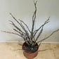 Euphorbia Platyclada 12cm Pot Cassandra's Plants
