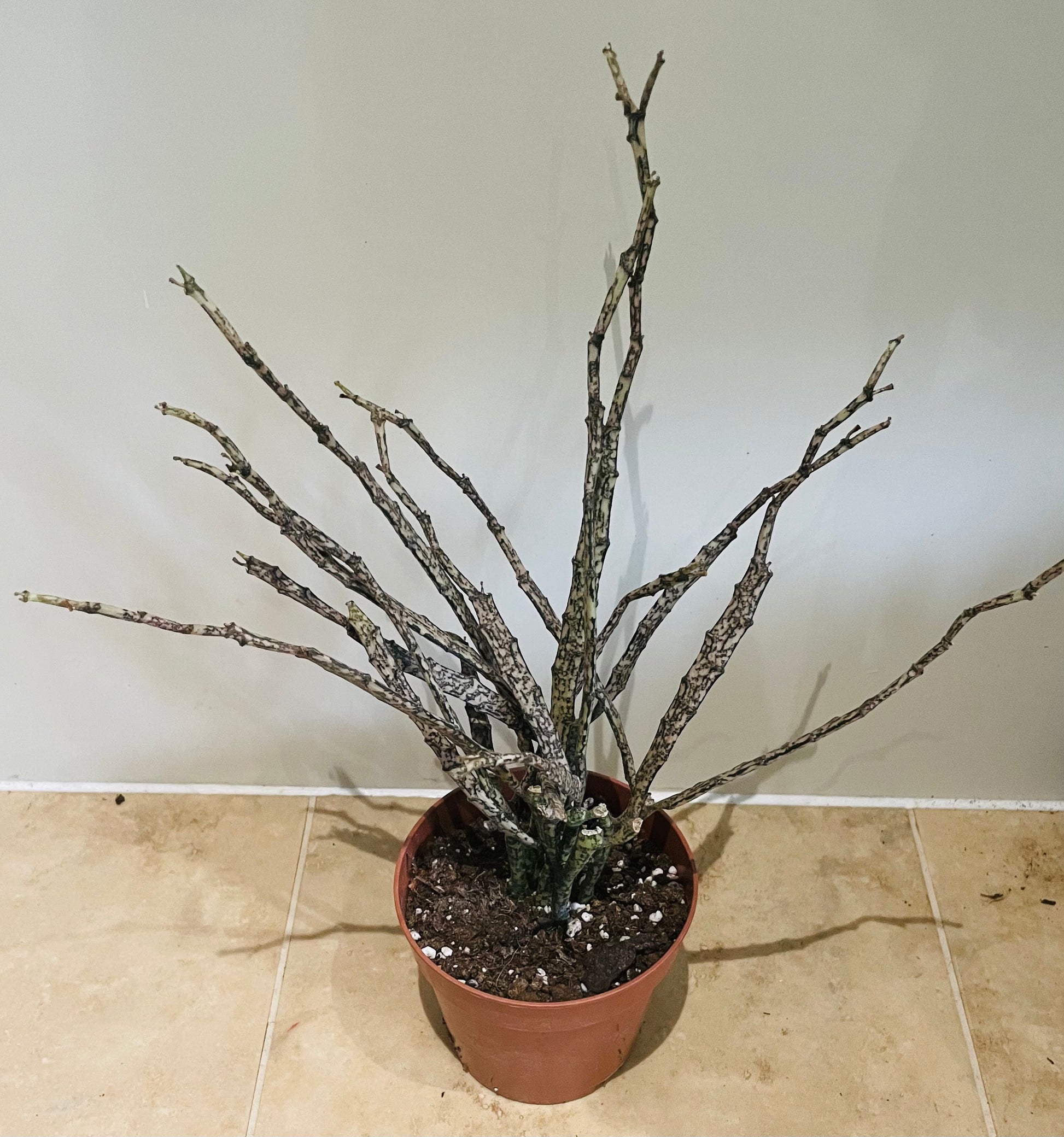 Euphorbia Platyclada 12cm Pot Cassandra's Plants