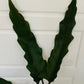 Alocasia Lauterbachiana 19cm Pot Cassandra's Plants