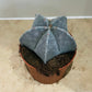 Astrophytum Myriostigma Bishops Cap 10.5cm Pot Cassandra's Plants