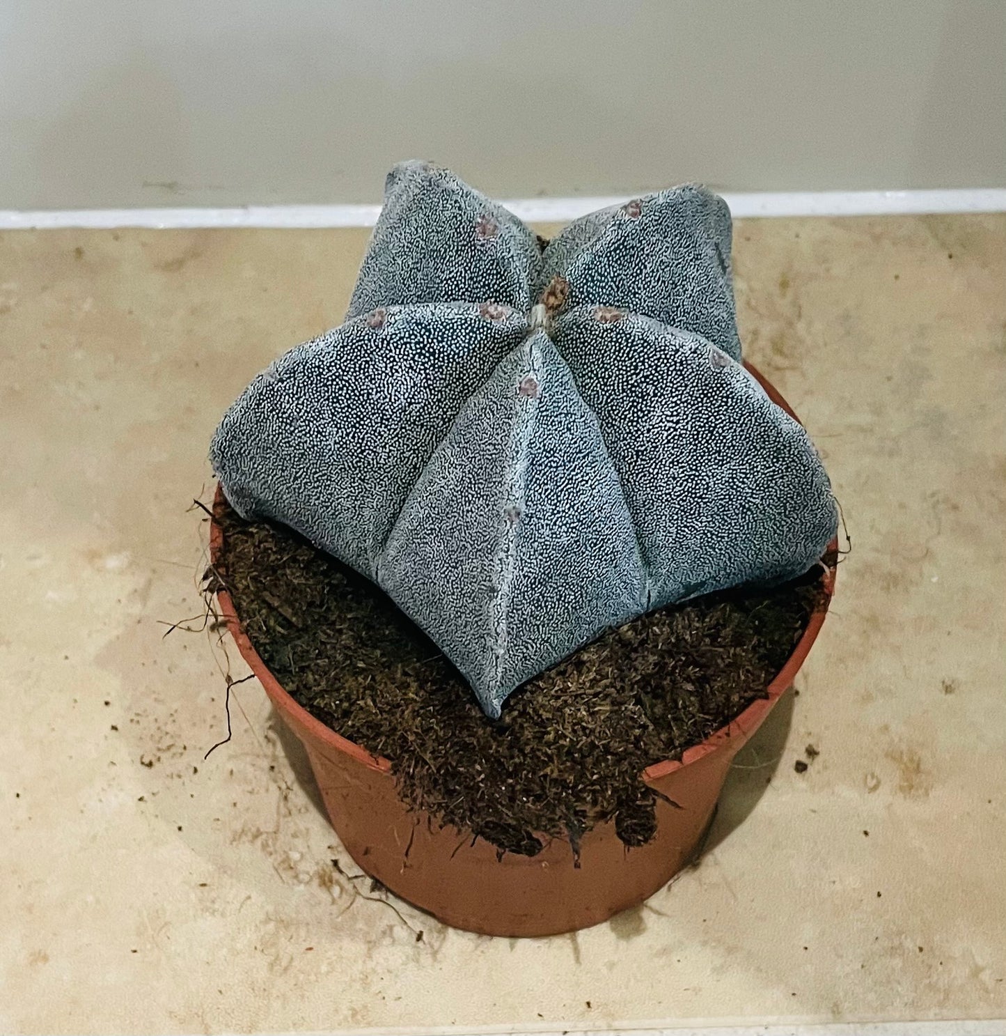 Astrophytum Myriostigma Bishops Cap 10.5cm Pot Cassandra's Plants