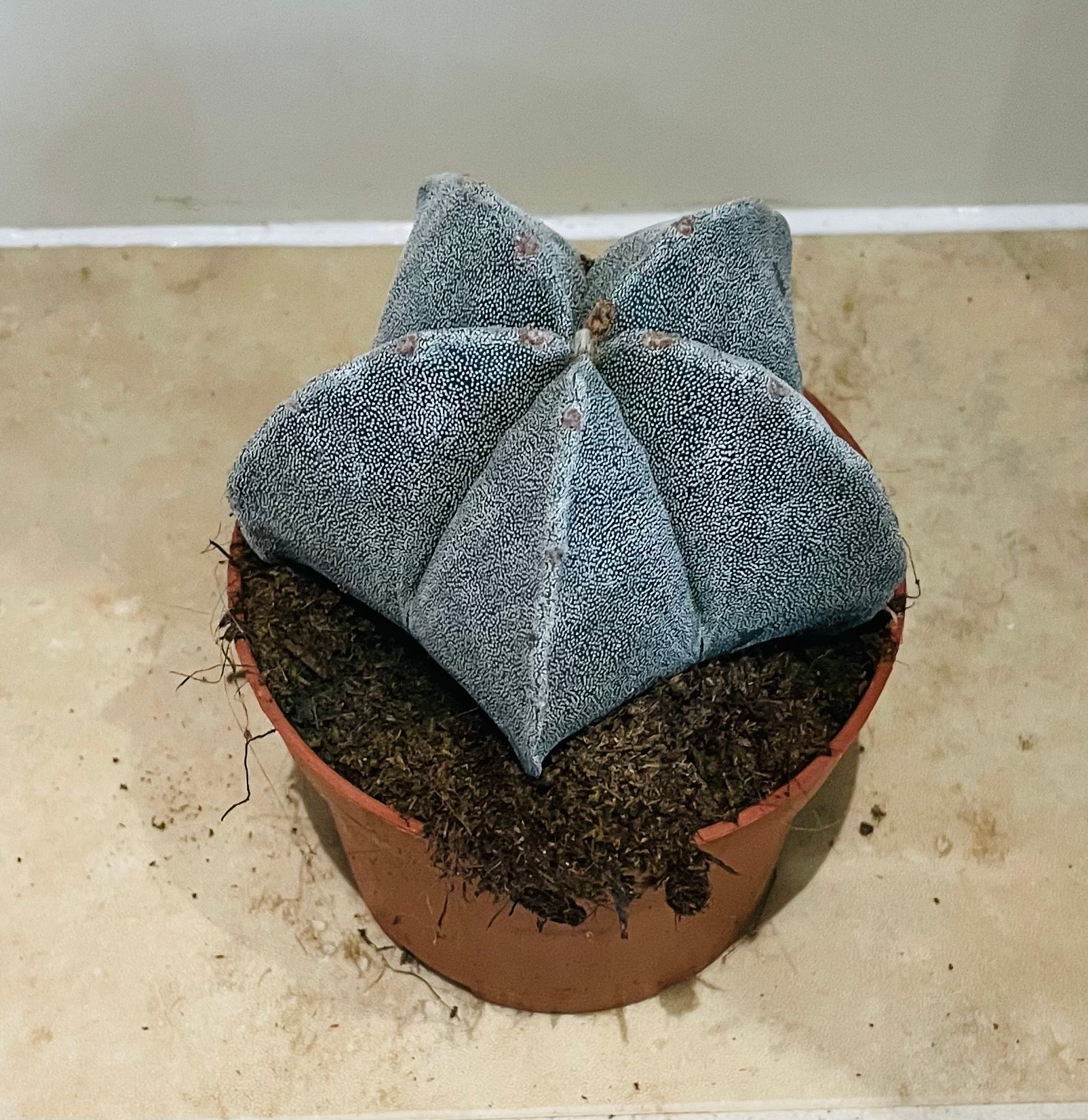 Astrophytum Myriostigma Bishops Cap 10.5cm Pot Cassandra's Plants