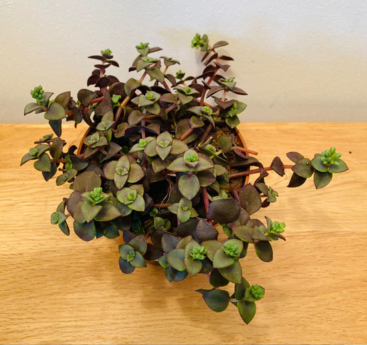 Crassula Pellucida subsp. Marginalis Rubra 10.5cm Pot Cassandra's Plants