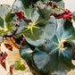 Begonia Erythrophylla Black Jungle 13cm Pot Cassandra;s Plants