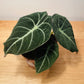 Alocasia Black Velvet 12cm Pot Cassandra's Plants