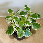 Plectranthus Coleoides White Surf in 10.5cm pot Cassandra's Plants