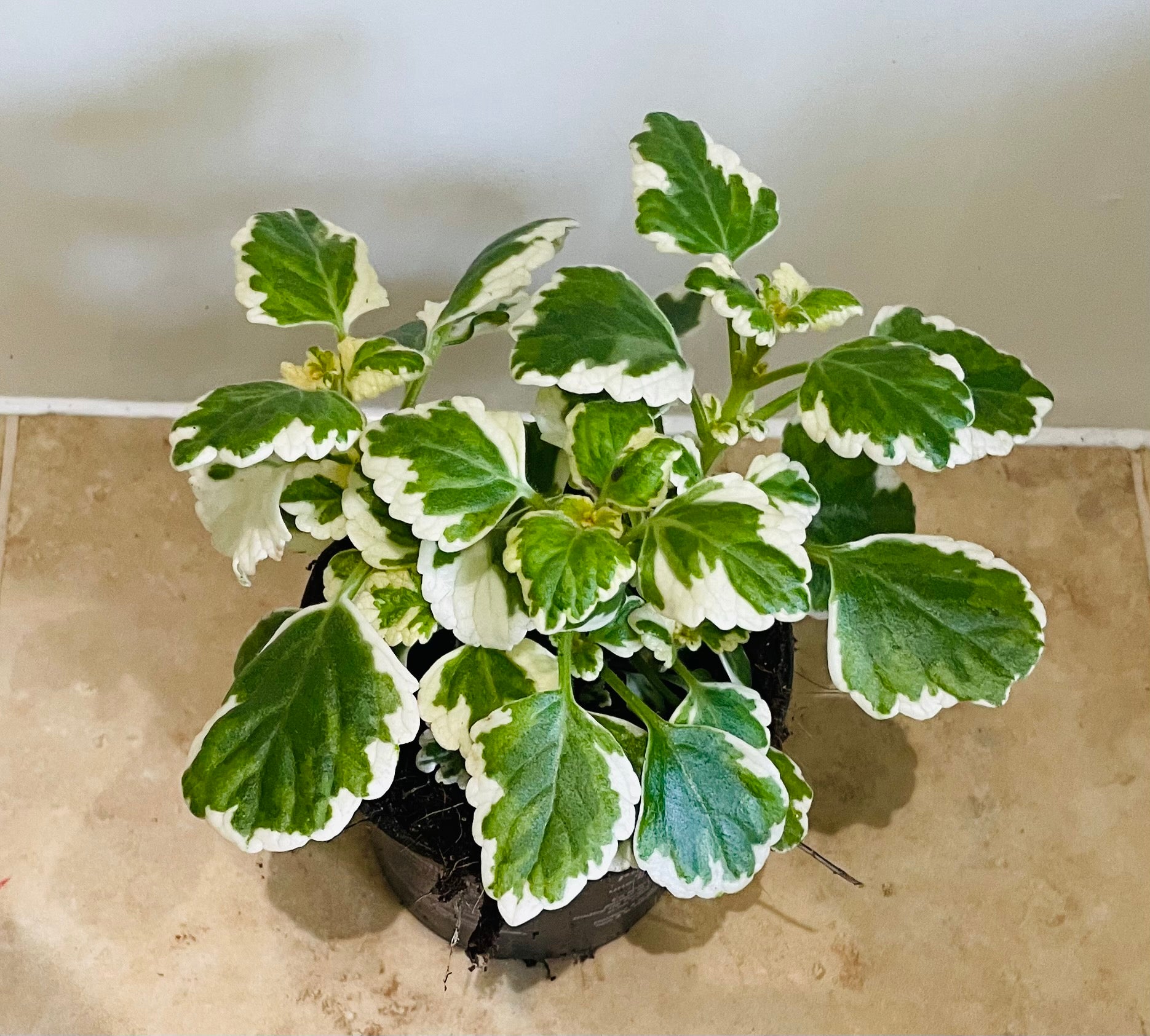 Plectranthus Coleoides White Surf in 10.5cm pot Cassandra's Plants