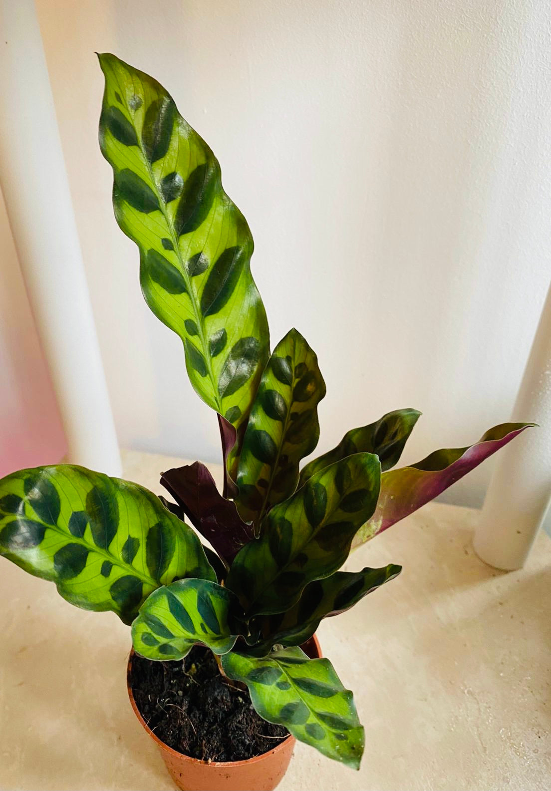 Calathea Lancifolia Rattle Snake 7cm Pot Cassandra's Plants