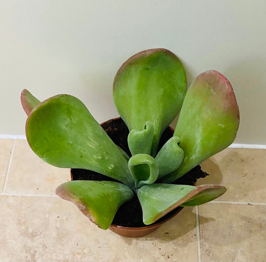 Kalanchoe Oricula Lady Finger in 12cm Pot Cassandra's Plants