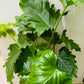 Philodendron Shangri-la in 17cm Pot Cassandra's Plants