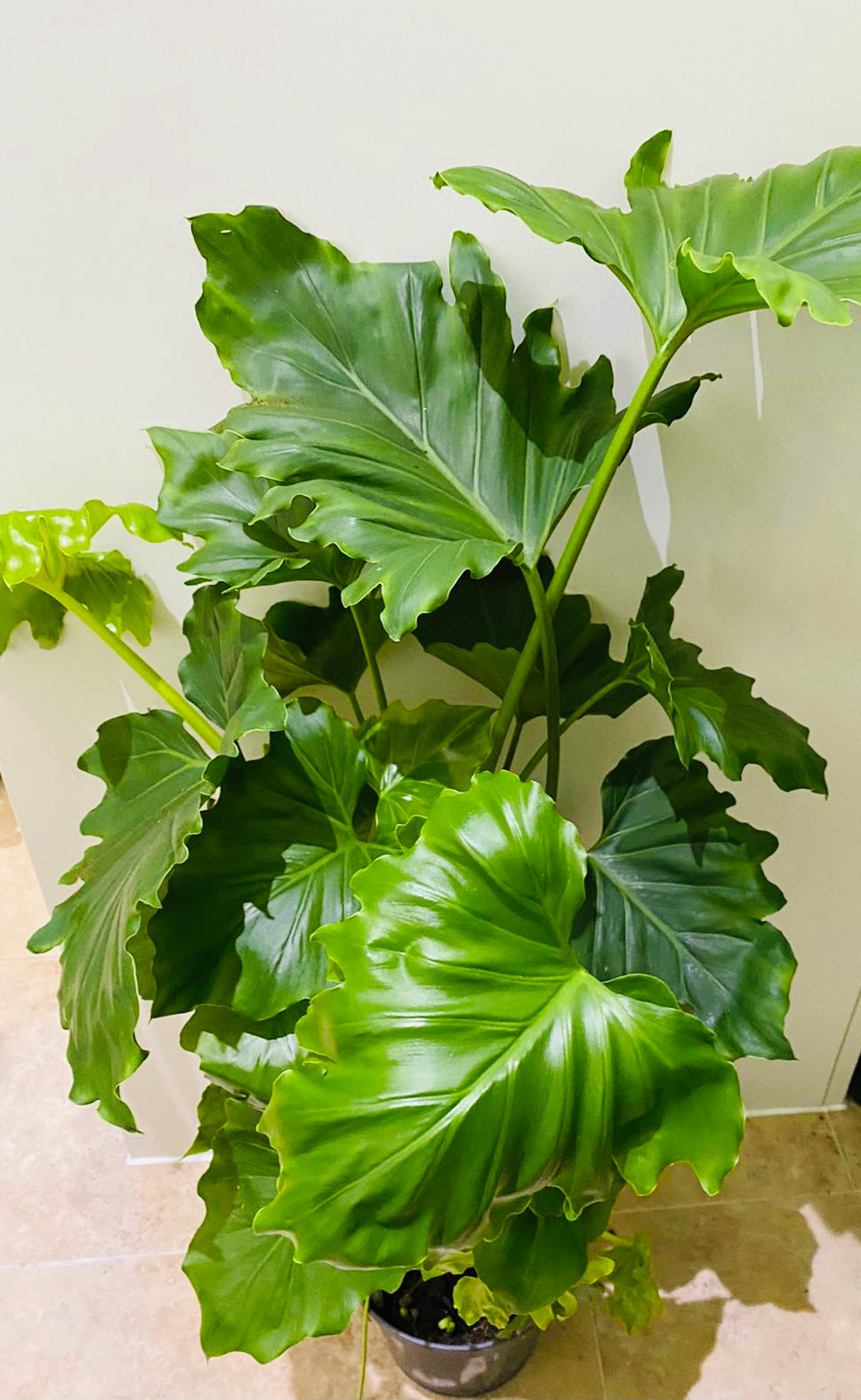 Philodendron Shangri-la in 17cm Pot Cassandra's Plants