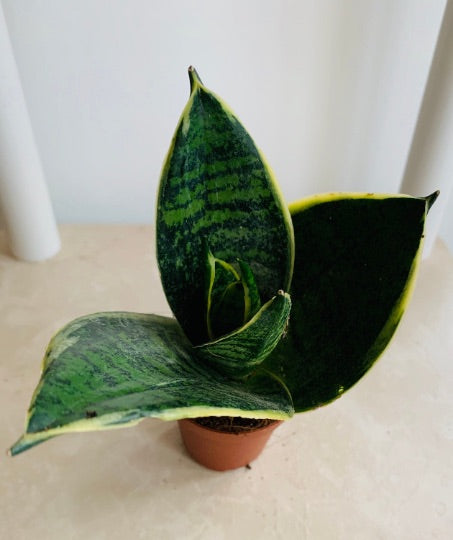 Sansevieria Trifasciata Laurentii