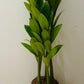 Zamioculcas Zamiifolia “Zamicro” in 10.5cm Pot Cassandra's Plants