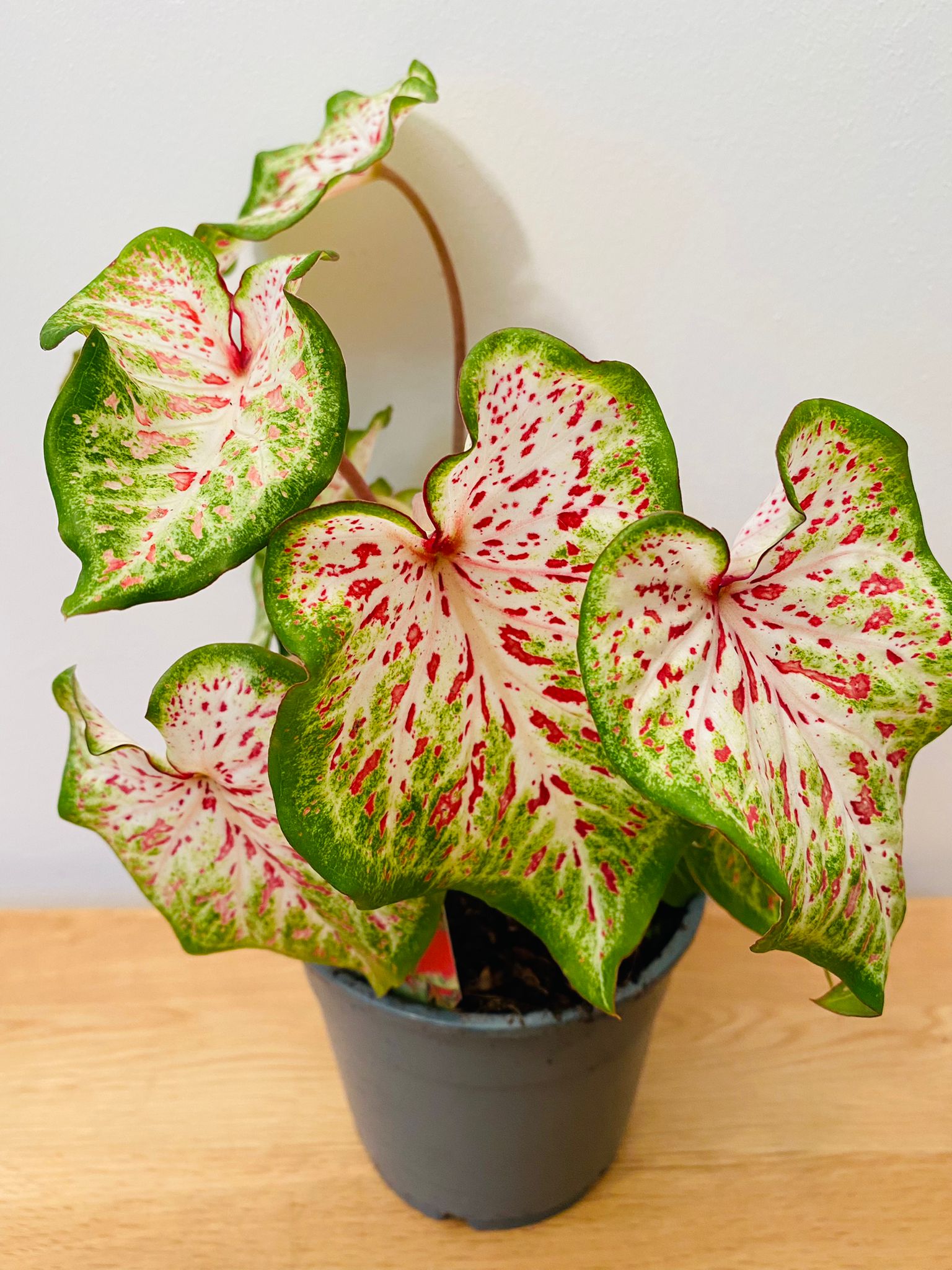 Caladium Daydreamer 12cm Pot Cassandra's Plants
