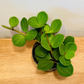 Peperomia Hope Cassandra's Plants