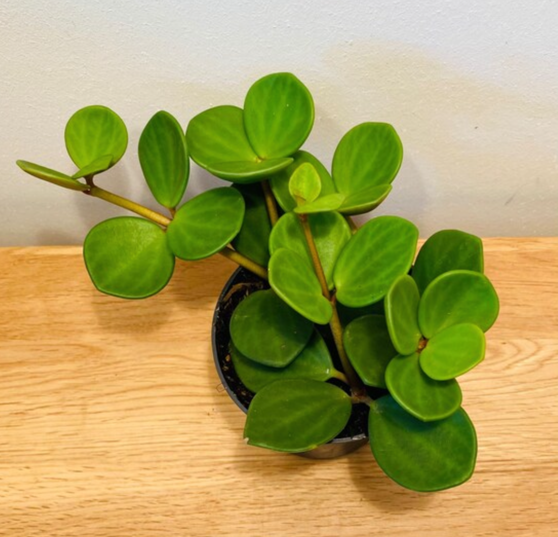Peperomia Hope Cassandra's Plants