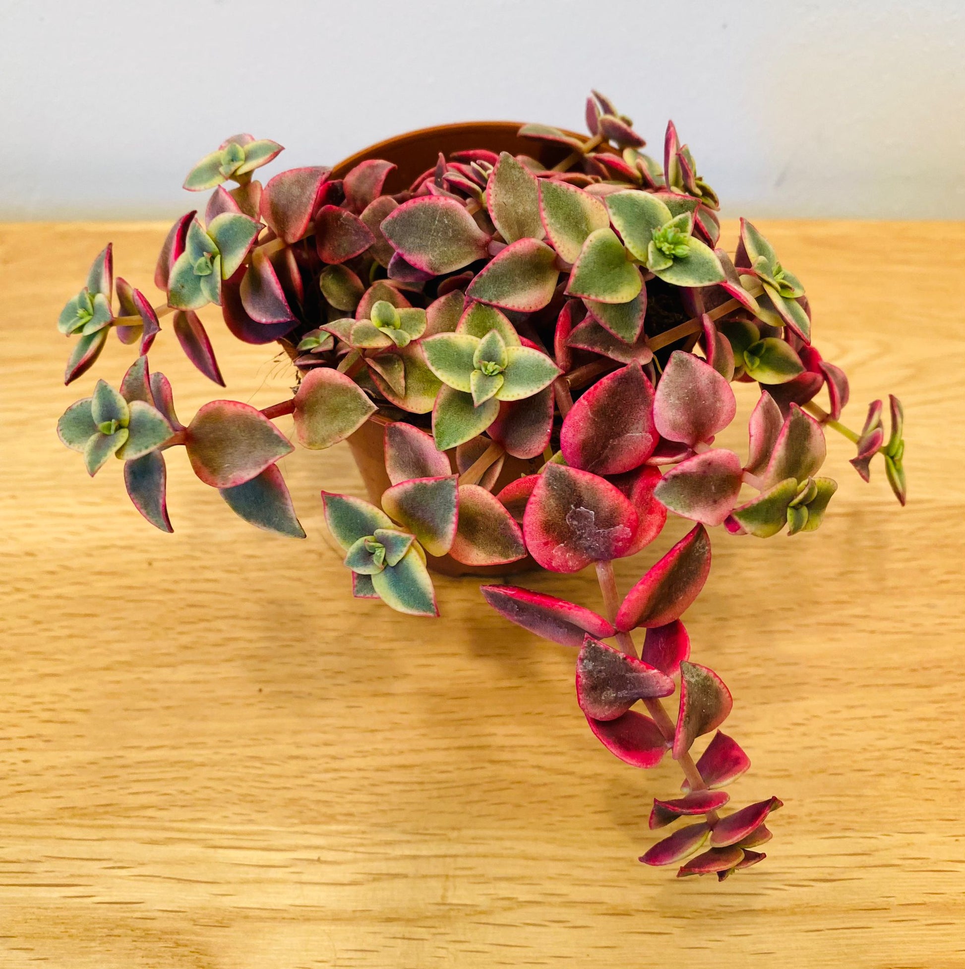 Crassula Pellucida subsp. Marginalis Varigata 8.5cm Pot Cassandra's Plants