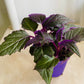 Gynura Aurantiaca Purple Passion