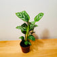 Ctenanthe Setosa 7cm Pot Cassandra's Plants