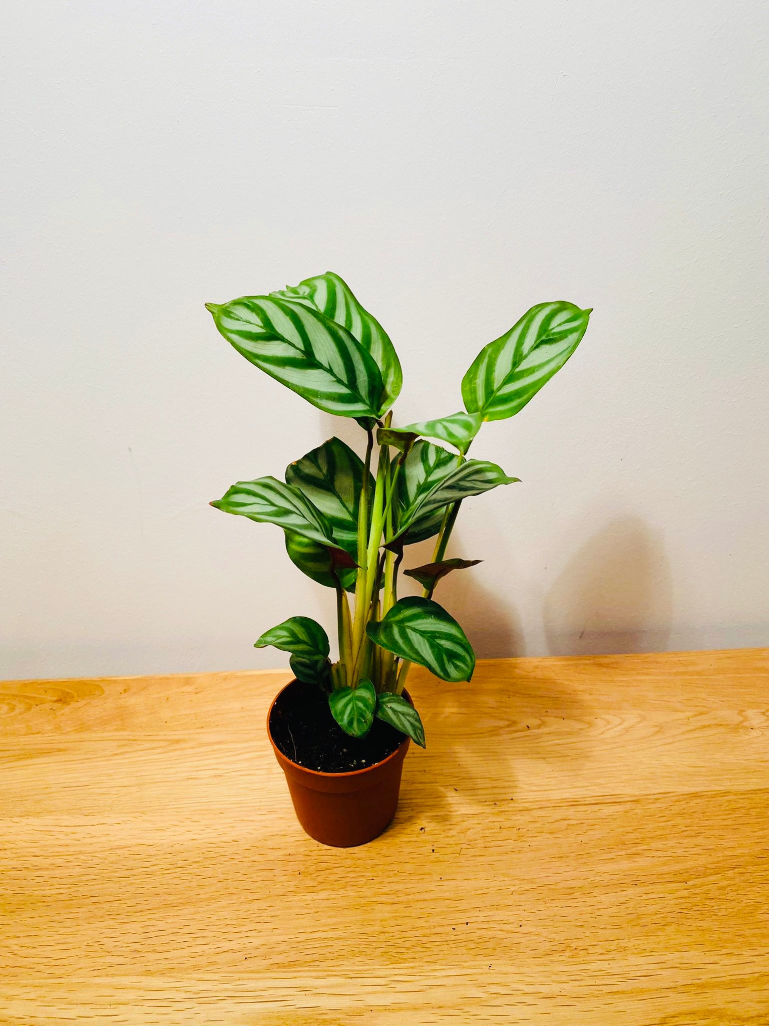 Ctenanthe Setosa 7cm Pot Cassandra's Plants