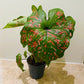 Caladium Dart Frog 12cm Pot Cassandra's Plants