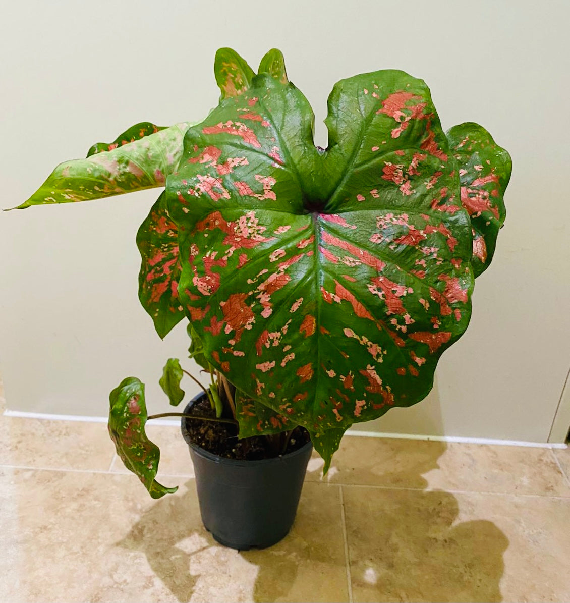 Caladium Dart Frog 12cm Pot Cassandra's Plants