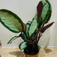Calathea Picturata 12cm Pot Cassandra's Plants