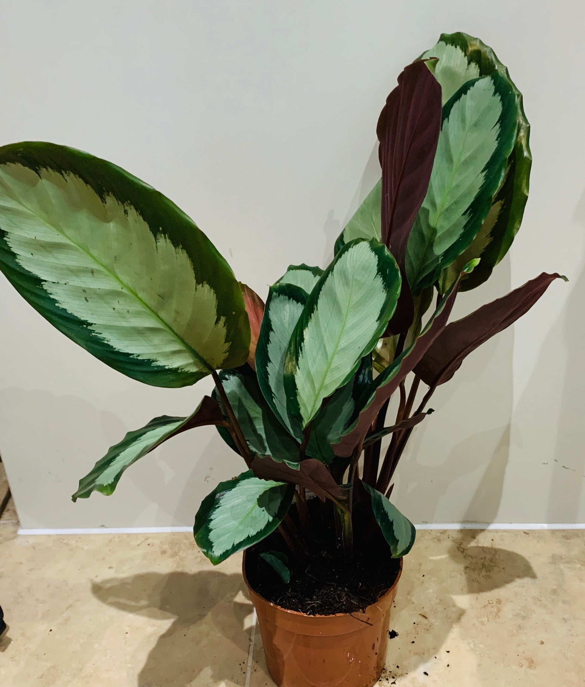 Calathea Picturata 12cm Pot Cassandra's Plants
