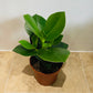 Clusia Rosea Princess Autograph Tree 12cm pot Cassandra's Plants