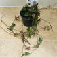Ceropegia Woodii Orange River 8cm Pot Cassandra's Plants