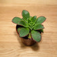 Aeonium Kiwi 5.5cm Pot Cassandra's Plants