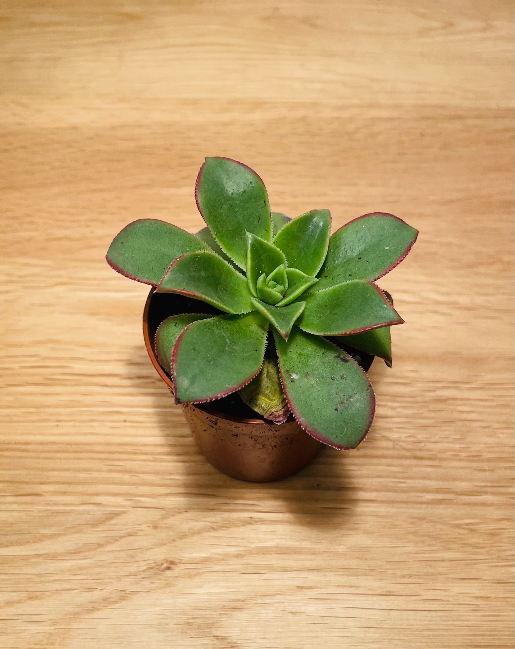 Aeonium Kiwi 5.5cm Pot Cassandra's Plants
