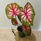 Caladium Bottle Rocket 10.5cm Pot Cassandra's Plants