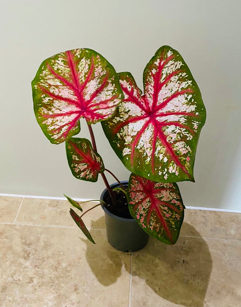Caladium Bottle Rocket 10.5cm Pot Cassandra's Plants