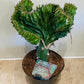 Euphorbia Lactea Cristata Mermaid Tail 
