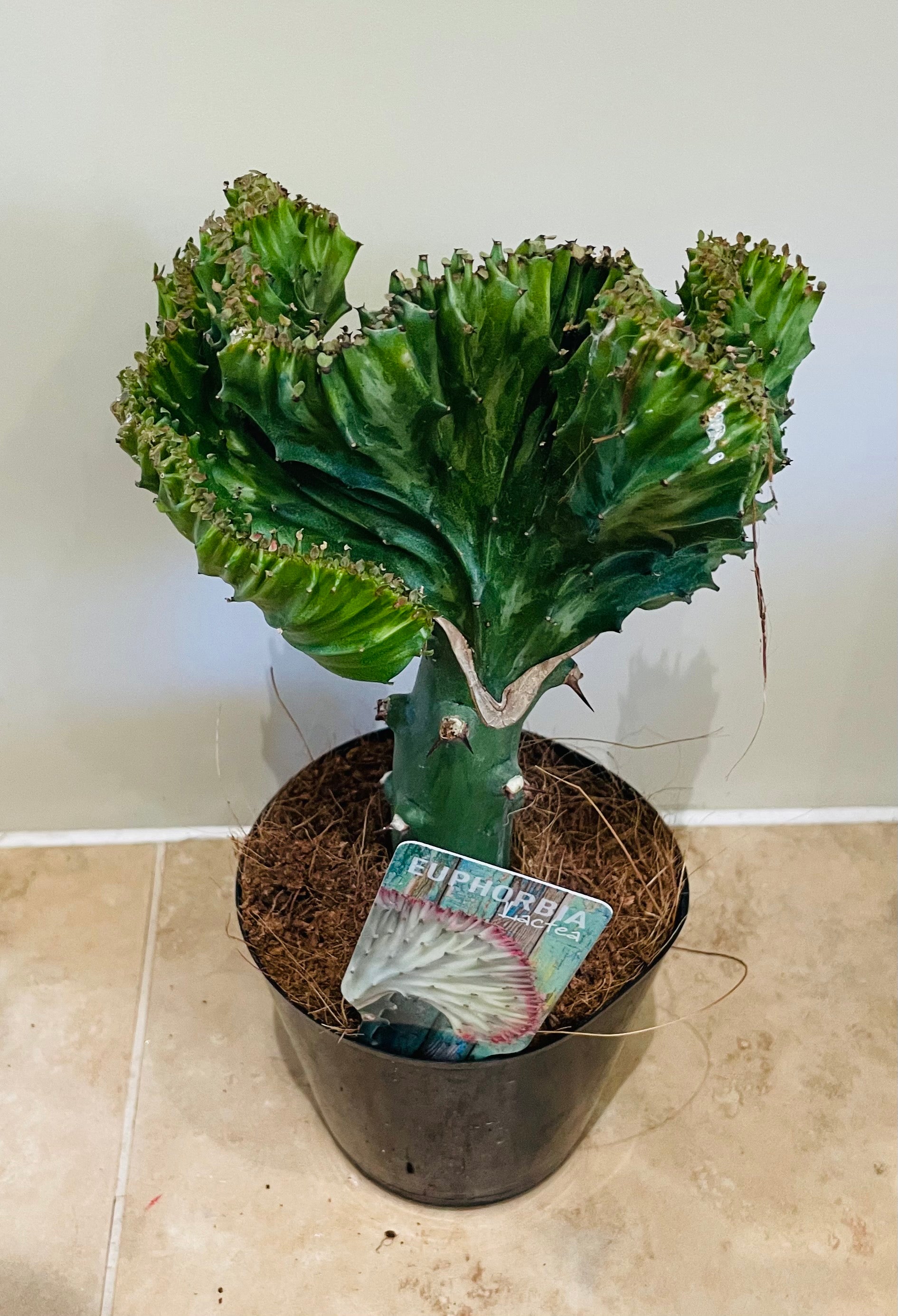 Euphorbia Lactea Cristata Mermaid Tail 